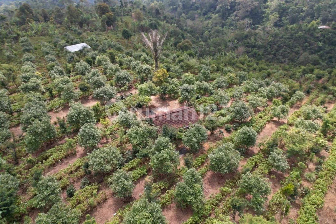 Dijual Kebun Alpukat Has Luas 3 Hektar SHM Wanagiri Buleleng Bali - Image 3 of 4