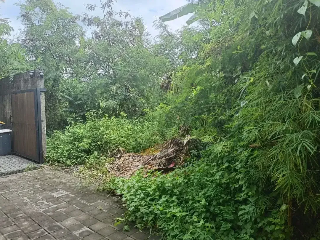 Land for rent in Jl Tegalsari, Berawa, Canggu - Image 5 of 5
