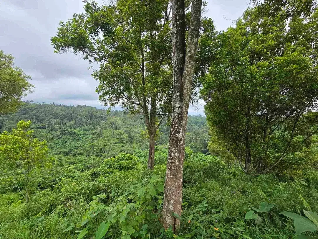 Dijual tanah view sawah. gunung .lembah dan los sungai di tabanan bali - Image 6 of 10