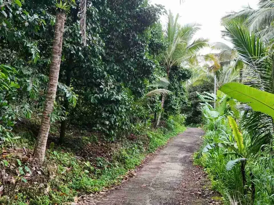 jual tanah kebun Los sungai besar, dengan aneka buah lokal di manikyang selemadeg tabanan bali. - Image 9 of 10