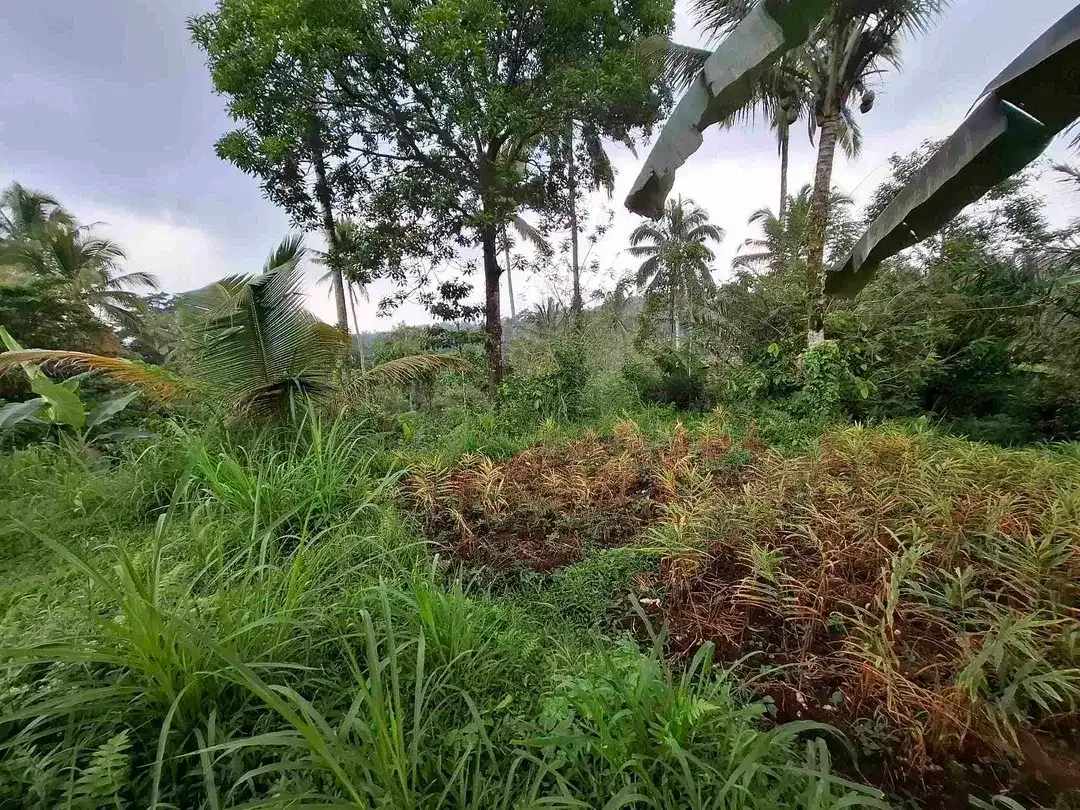dijual tanah kebun dengan view sawah dan los sungai kecil yang sangat indah dan strategis di ketinggian 600mdpl - Image 9 of 10