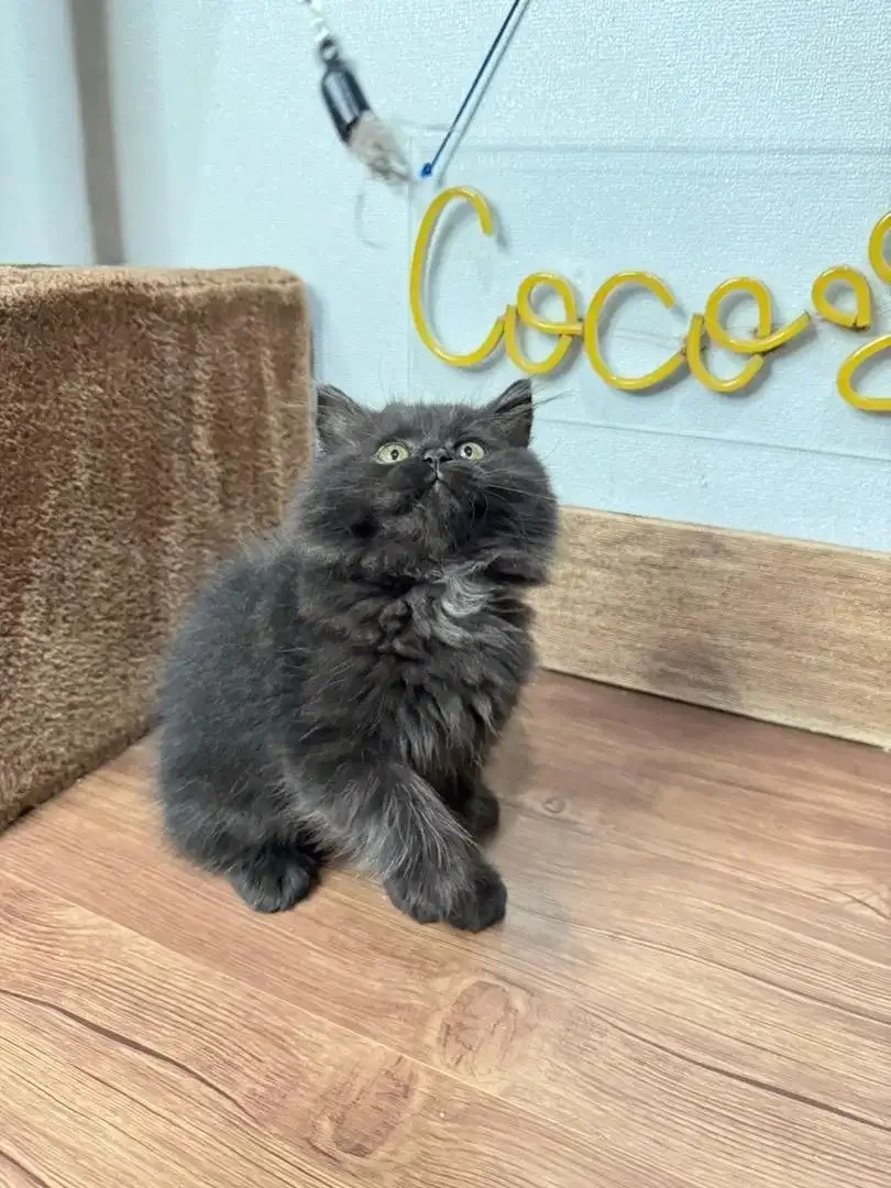 Kitten Kucing Persia - Image 4 of 4