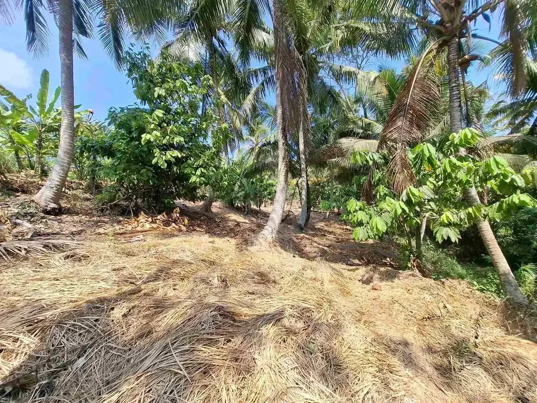 dijual tanah strategis dekat pantai wisata di tabanan dengan view sawah dab los sungai kecil berbatu - Image 7 of 10