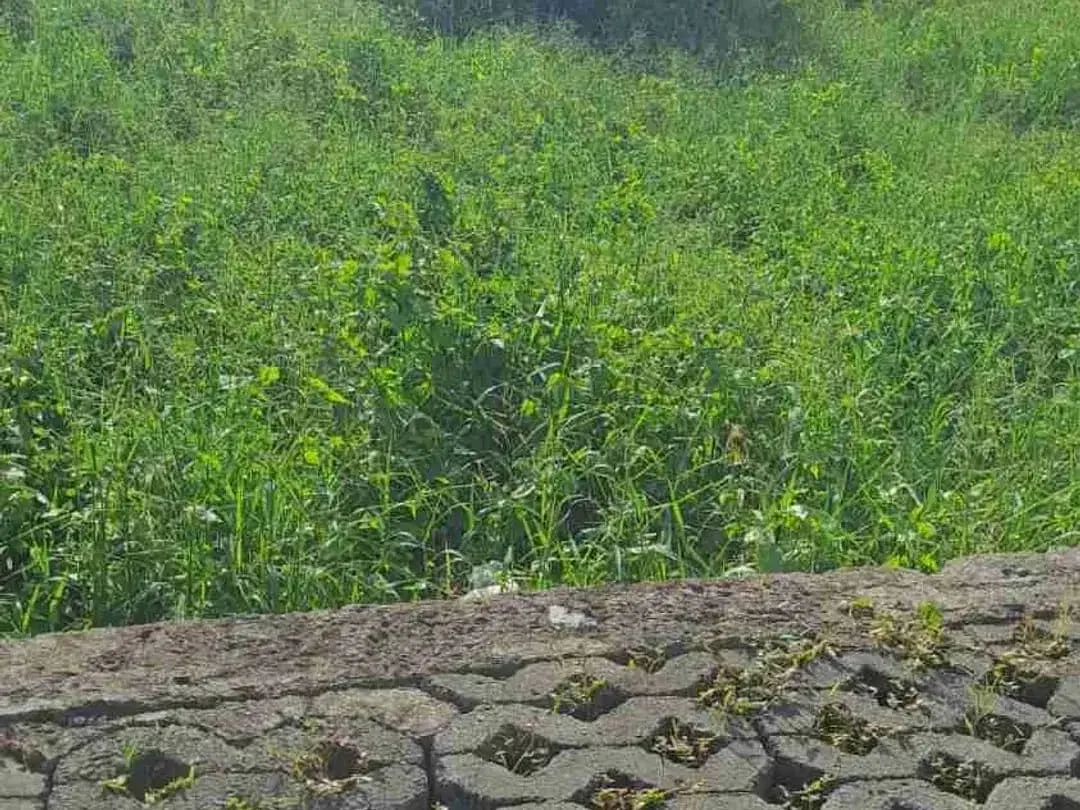 Lahan 500m² di Berawa Dekat Pantai dan Area Wisata - Image 3 of 6