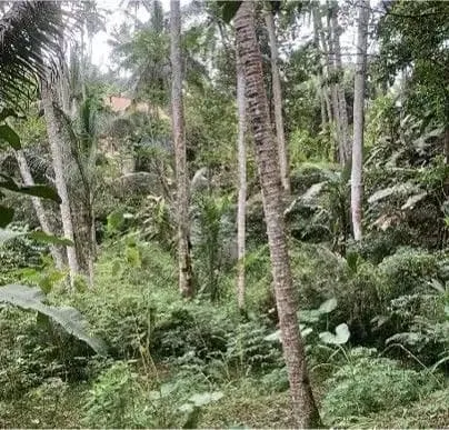 Discover Freehold Stunning Forest View Land In Keliki Village – Ubud - Image 3 of 8
