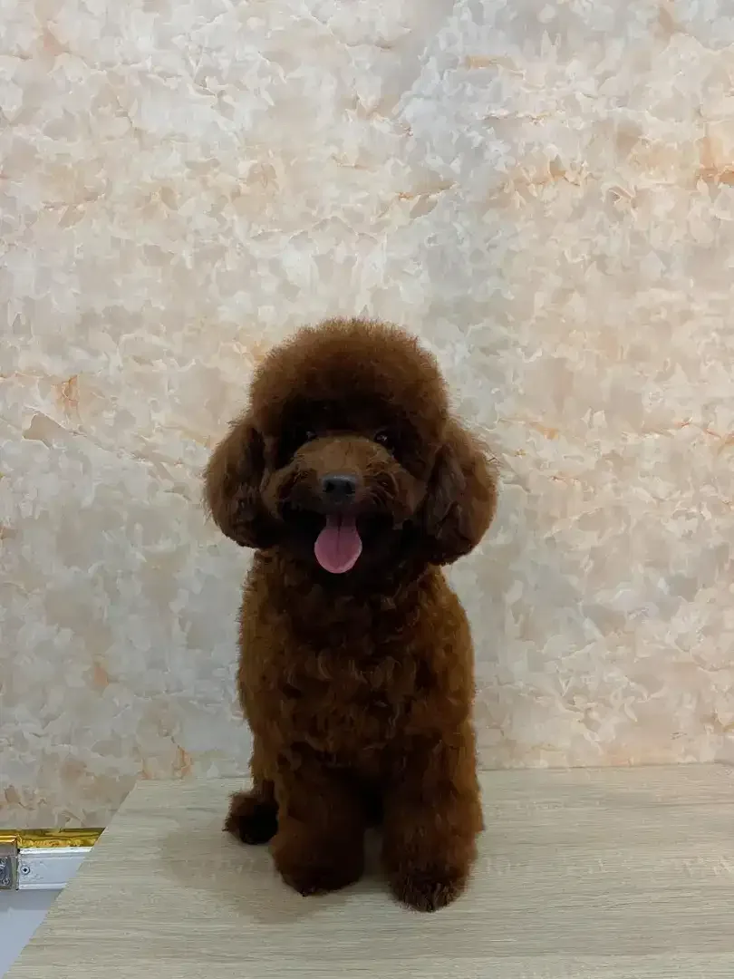 Grooming anjing profesional - Image 8 of 10