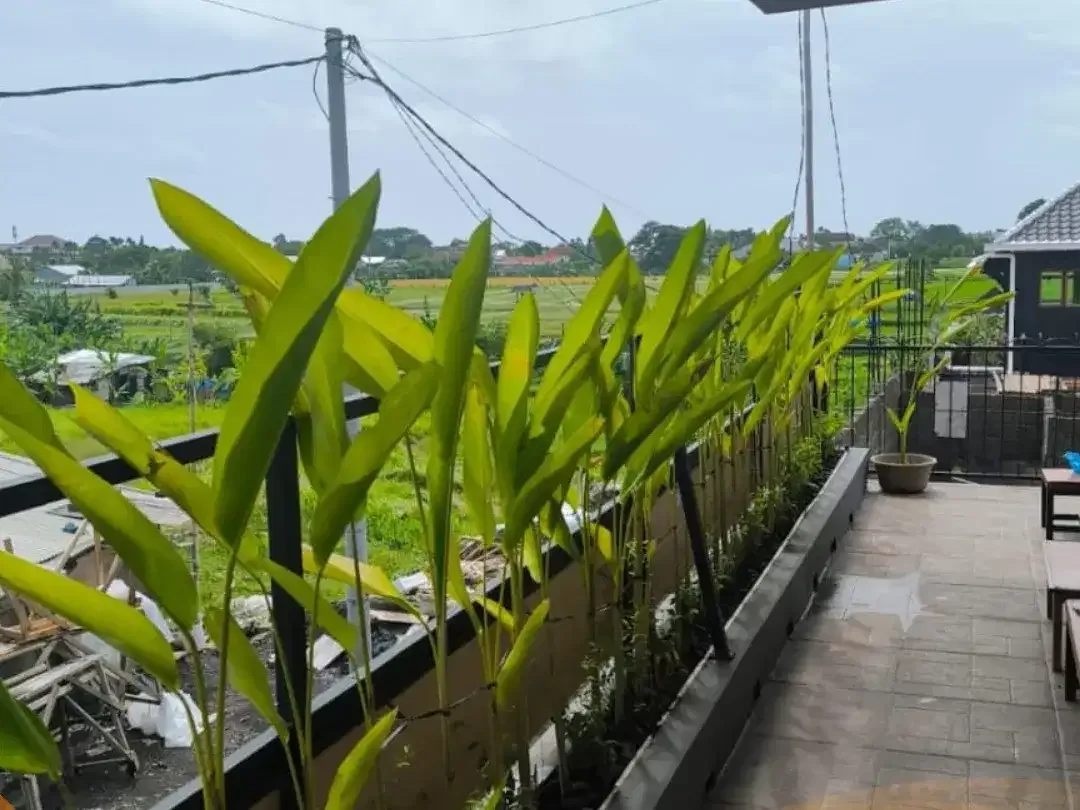 Di Jual !!!  Apartemen 2 lantai dioper kontrak Dekat GYM dan Padel Area KEDAMPANG KEROBOKAN KUTA BALI - Image 5 of 8