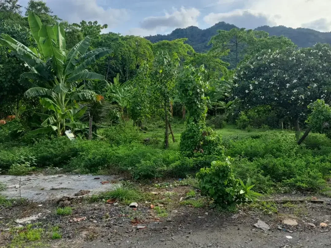 DIJUAL TANAH STRATEGIS TEPI JALAN PROVINSI – BULELENG, BALI - Image 3 of 5