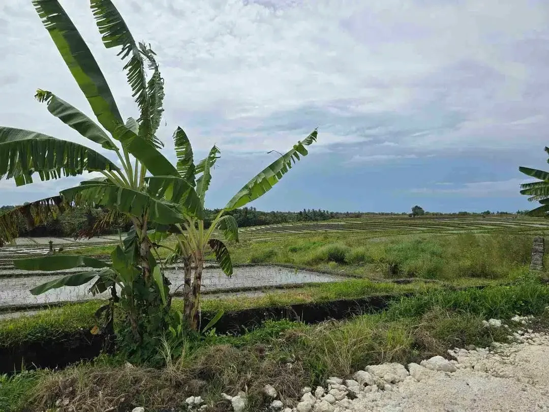 Dijual tanah kecil murah dekat pantai pasut tabanan bali - Image 6 of 10