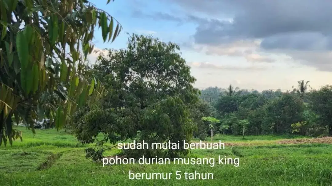 Kebun Durian View Sawah Terasering di Tabanan - Image 7 of 10