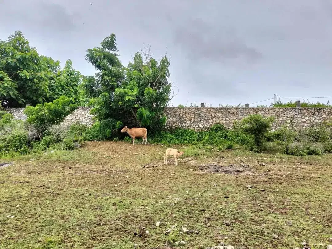 DIJUAL TANAH PLOT KECIL MURAH DI GAYANG SARI KUTUH - Image 2 of 6