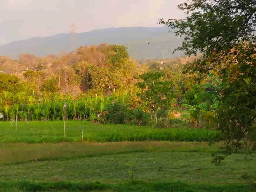Di jual villa baru ,Lovina ,Buleleng , Bali - Image 9 of 9