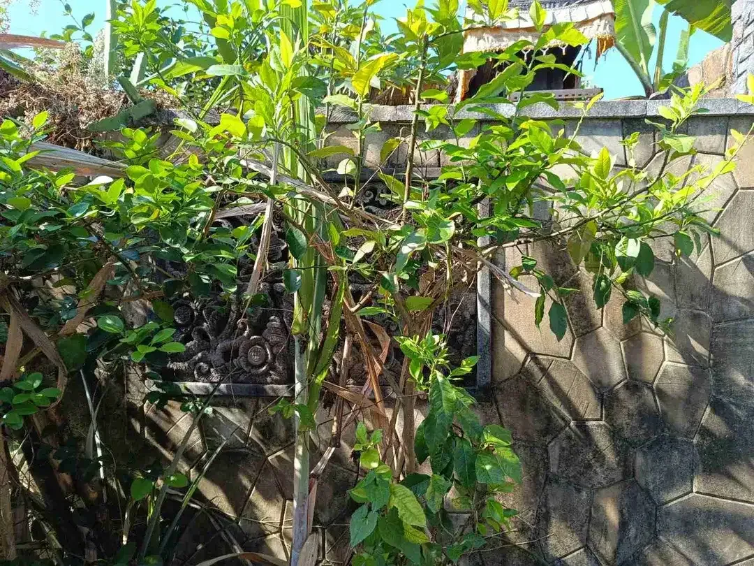 RUMAH LANTAI I DI PERUM GRIYA TANSA TRISNA DALUNG DEKAT CANGGU - Image 2 of 10