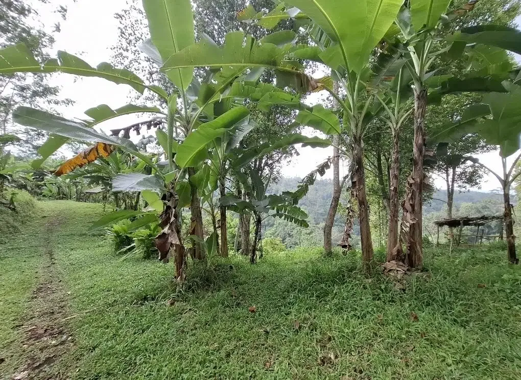 Dijual tanah los sungai besar dan view air terjun, gunung dan sawah - Image 7 of 10
