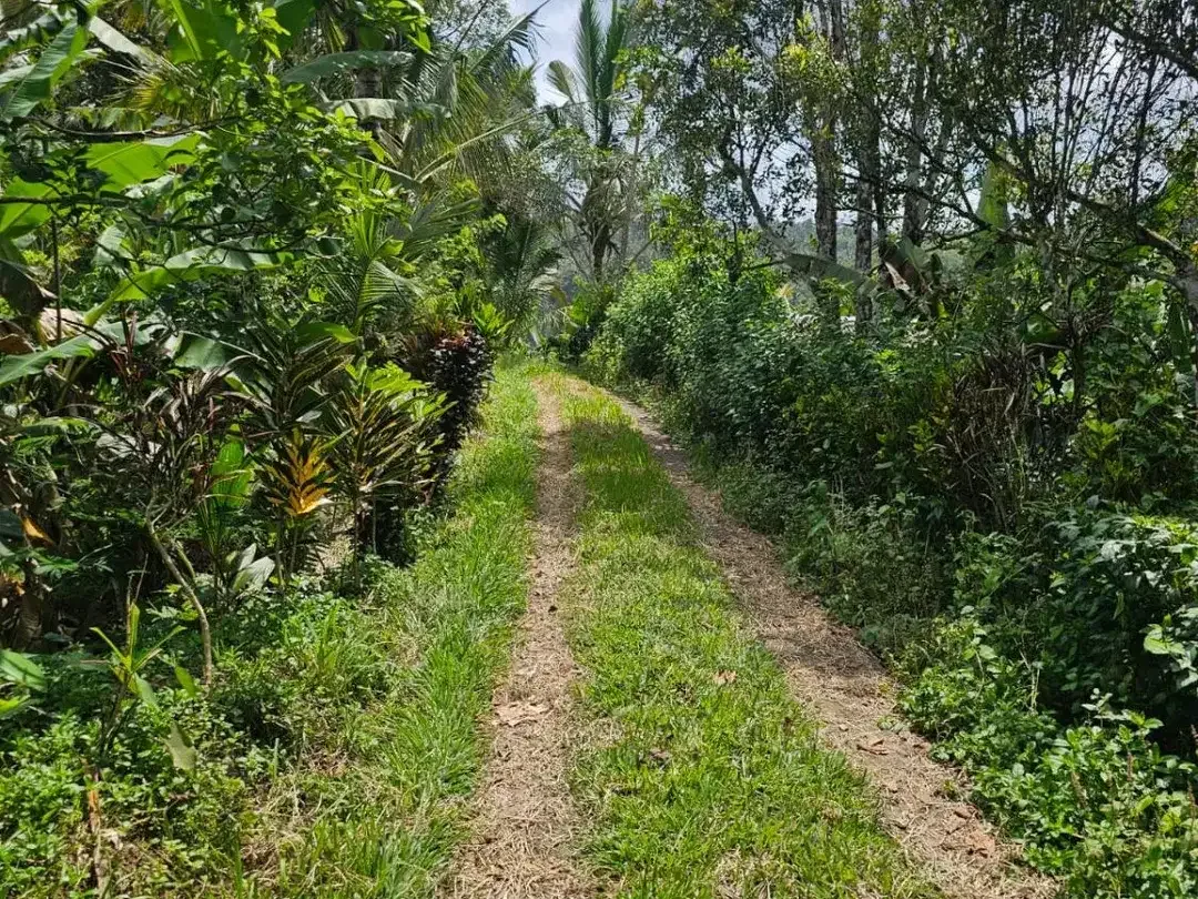 jungle river side - Image 5 of 10