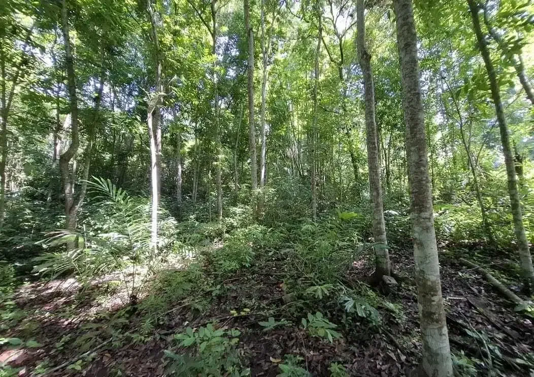 Dijual tanah dekat panta dengan sungai cantik di tabanan bali - Image 8 of 9