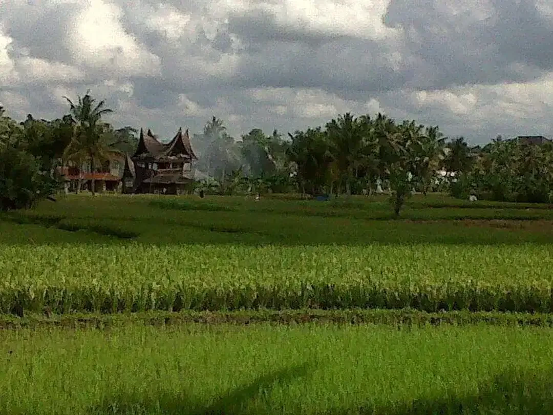 Freehold - Rare Land for Sale in Ubud - 2 Mins from Odette Ubud, Bali! - Image 1 of 7