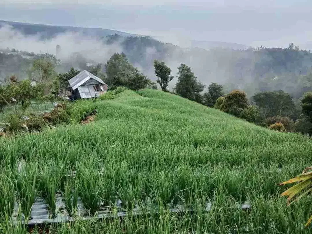tanah kavling kintamani view gn batur - Image 2 of 2