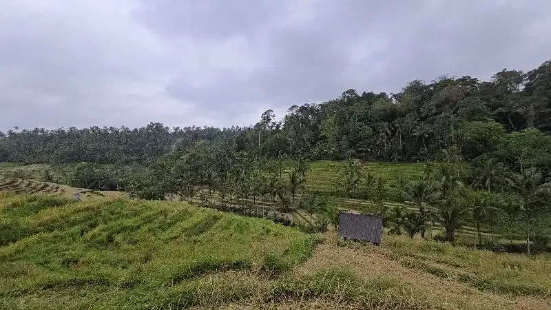 DIJUAL TANAH KEBUN VIEW SAWAH SANGAT MURAHdi tabanan bali - Image 5 of 10