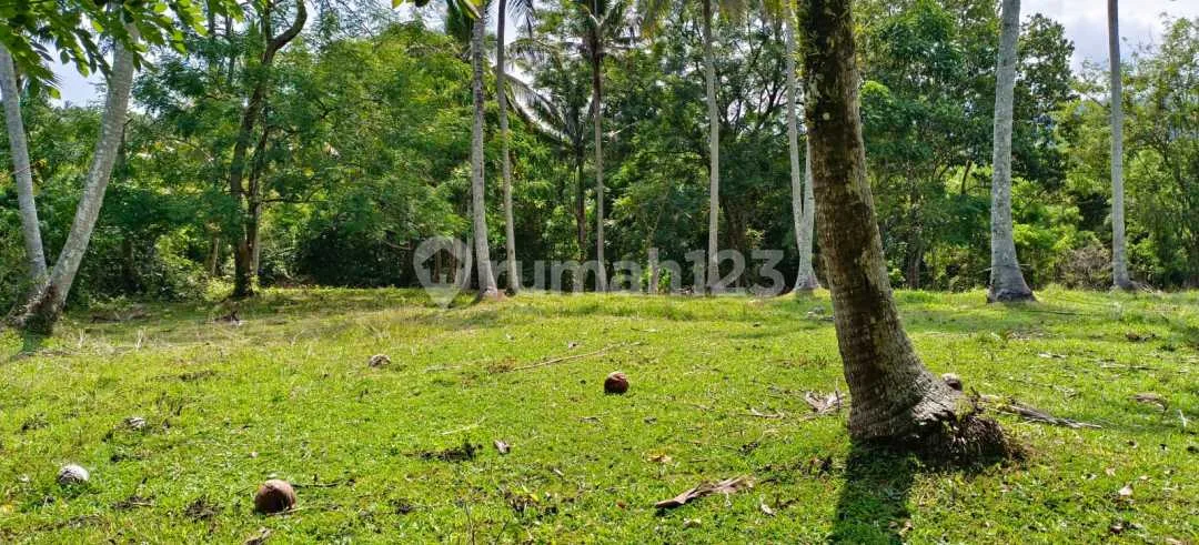 Jual Tanah Kebun Los Sungai Kontur Datar Dekat Jalan Utama,Di Tabanan Bali. - Image 4 of 4