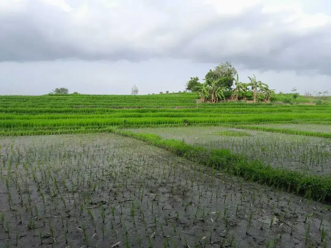 Prime land of 650 sqm amidst rice fields for sale in Cepaka, Tabanan - Image 5 of 9