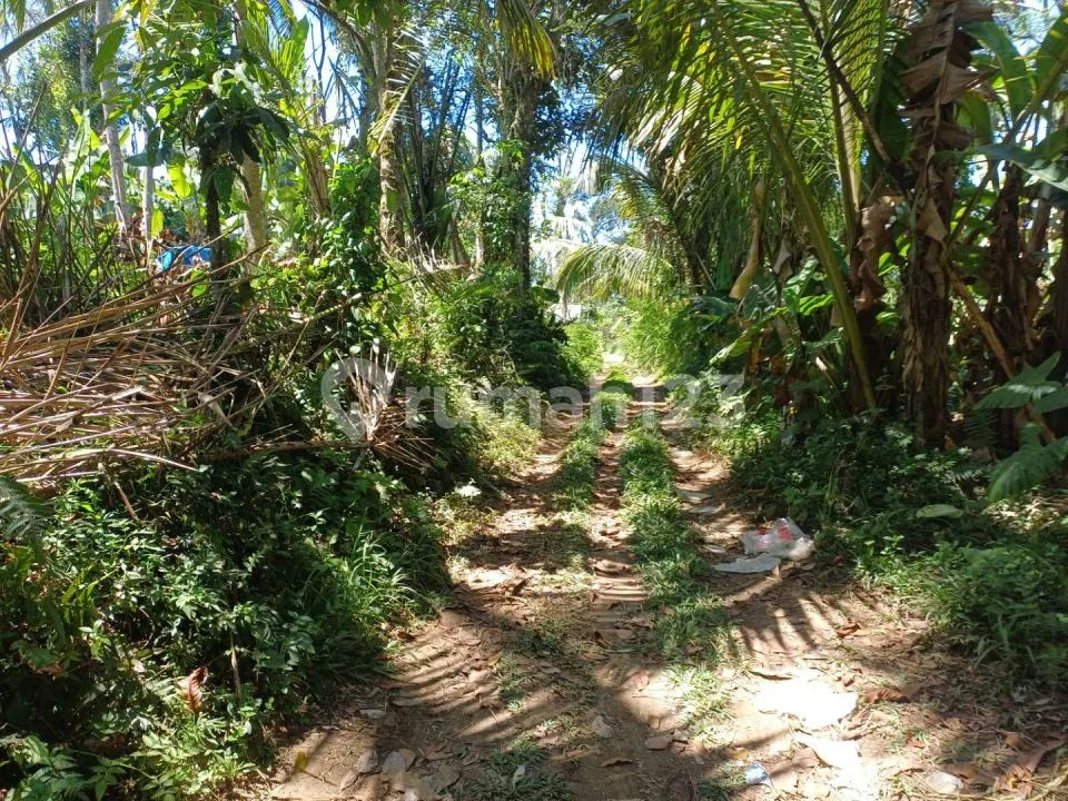 Di Jual Tanah Murah dan Strategis di Tegalalang - Image 3 of 4