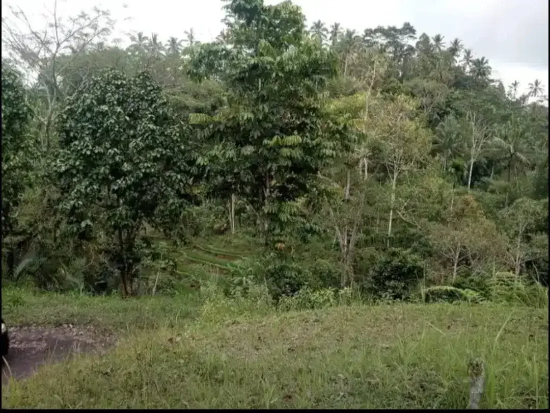 TANAH KOSONG DI BUAHAN KAJA PAYANGAN GIANYAR BALI - Image 4 of 10