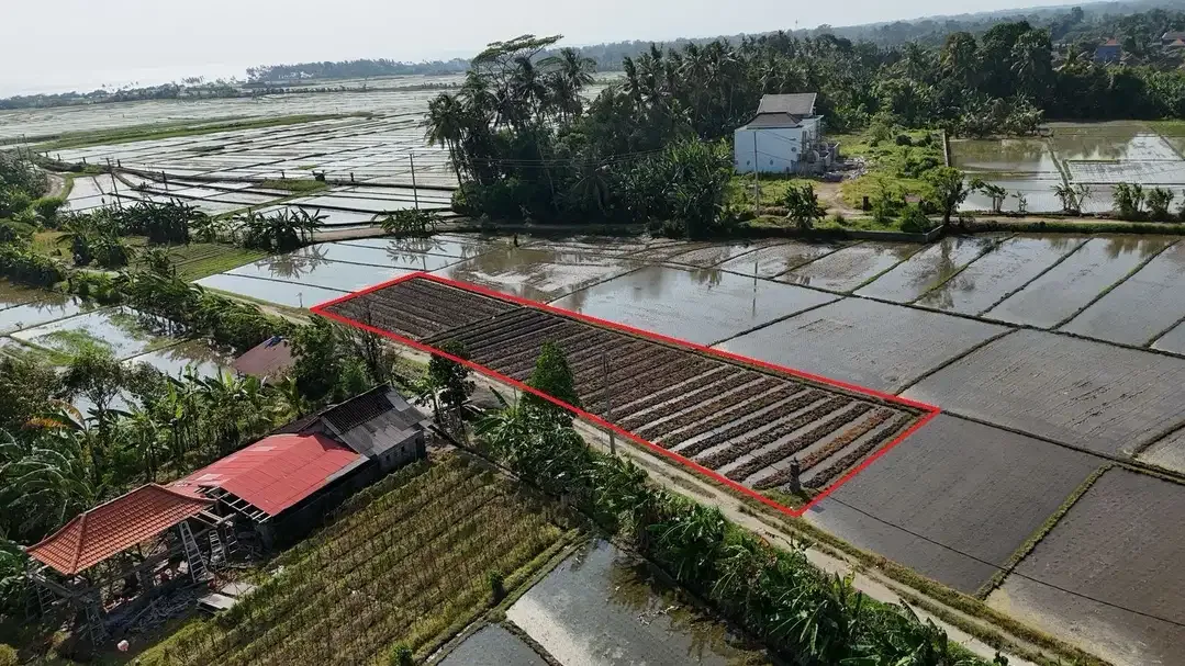 Tanah 9 Are Di Tibubiu Kerambitan Tabanan Dekat Pantai Pasut Kelating - Image 10 of 10
