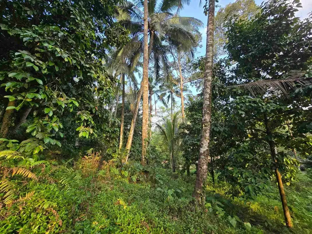 Murah tanah los sungai bebatuan kebun manggis dan durian siap panen di bali - Image 10 of 10