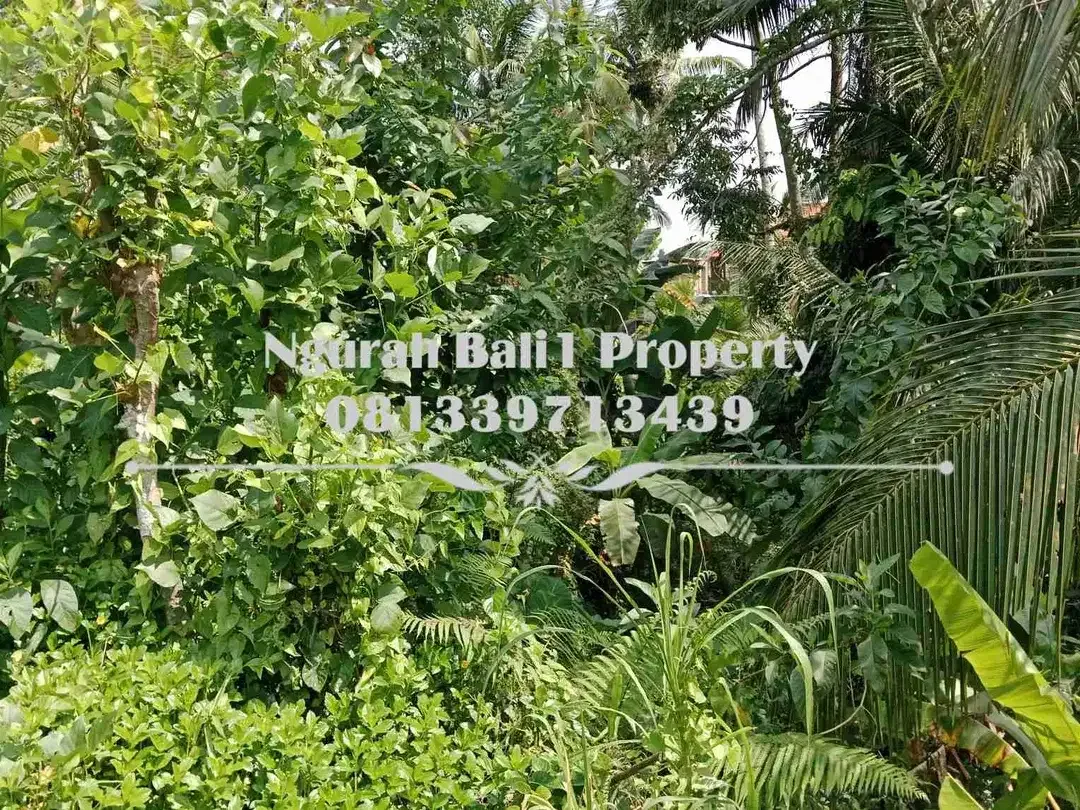 Dijual Tanah Murah Luas 645 m2 View Sawah dan Sungai di Ubud Pejeng - Image 3 of 7