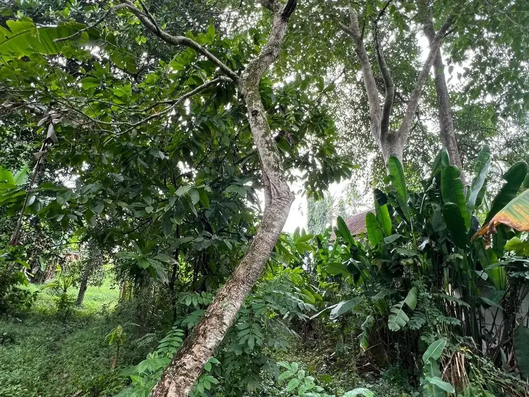 Exceptional Leasehold Land in Ubud - 19 Are Prime Land with Peaceful Jungle View near Ubud Center - Image 6 of 10
