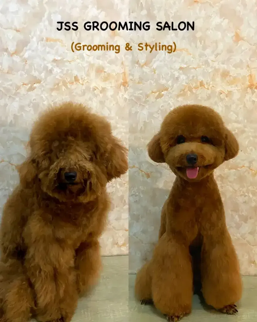 JSS GROOMING SALON - Image 2 of 10