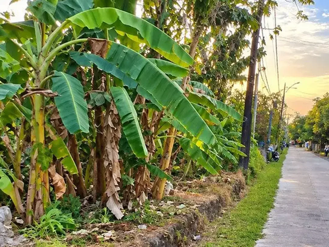 [AMS-014.SNT] Jual Tanah Kavling Siap Bangun di Gubug, Tabanan - Image 4 of 10