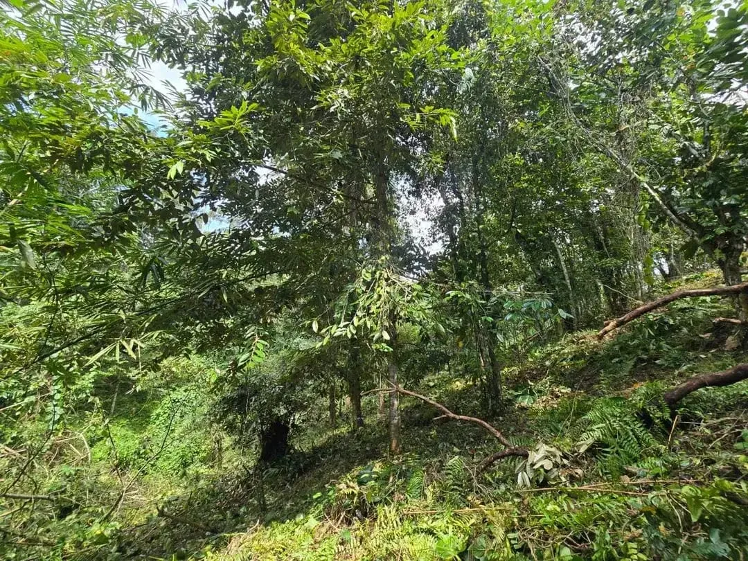 Dujual kebun durian manggus murah di tabanan balj - Image 10 of 10