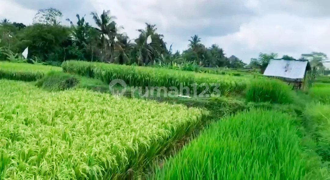 Tanah 90 Are di Area Ubud - Rare & Investment Opportunity - Image 3 of 4