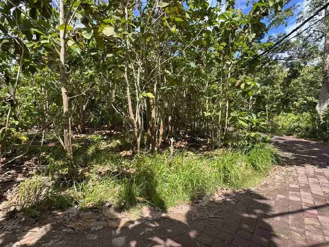DI JUAL TANAH MURAH LOKASI PERBATASAN UNGASAN / PECATU - Image 3 of 5