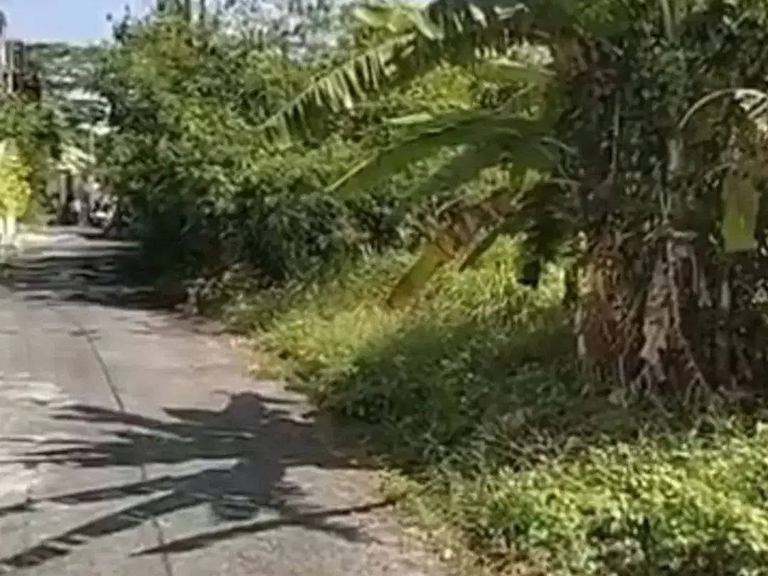 Freehold - Prime land for sale in great area Cemagi, close to Canggu, Bali - Image 2 of 4