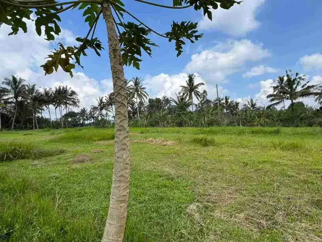 jual tanah flat datar di tabanan bali. - Image 5 of 10