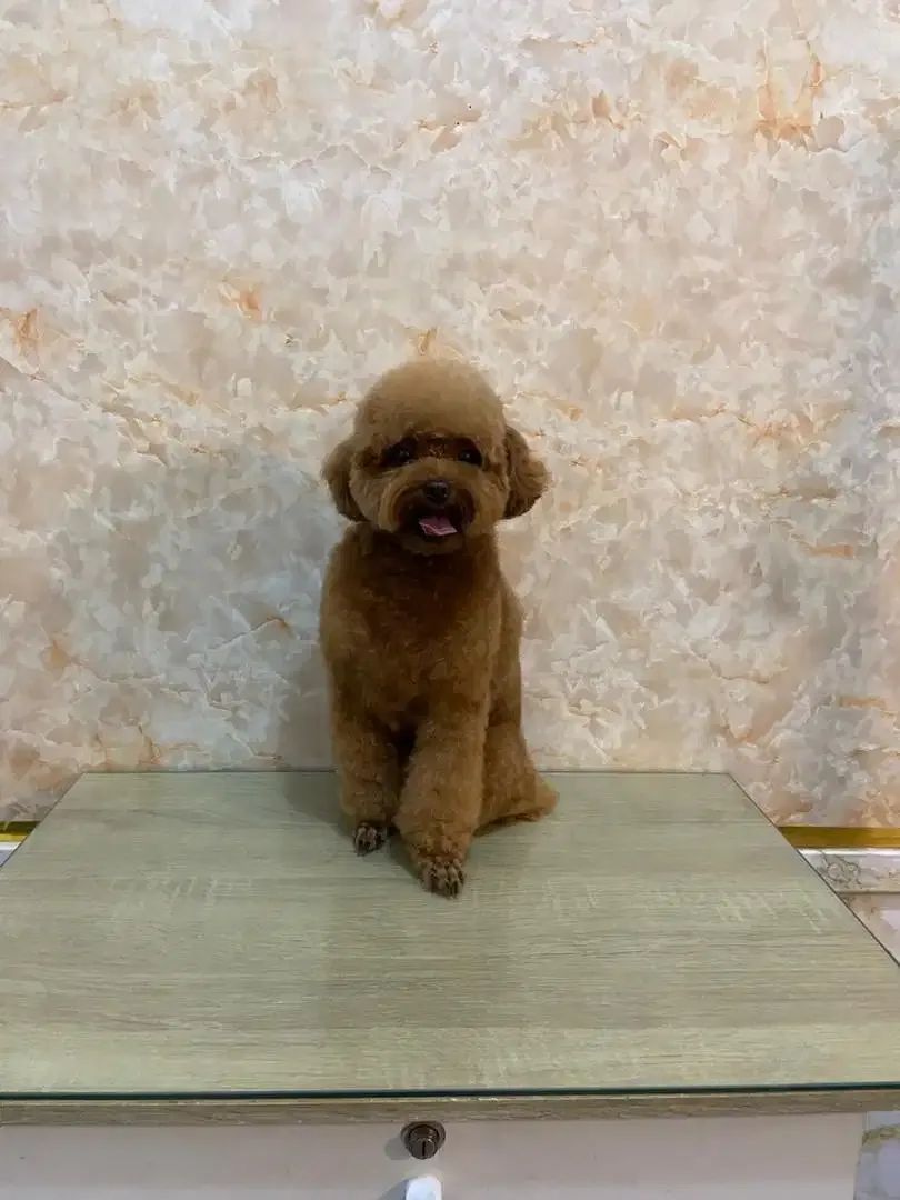 Pet grooming only dog - Image 10 of 10