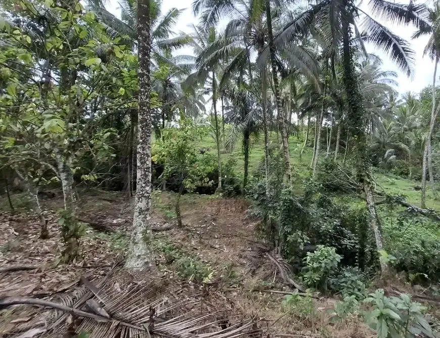 Dijual tanah kebun murah view sawah dan los sungai kecil di tabanan - Image 6 of 8