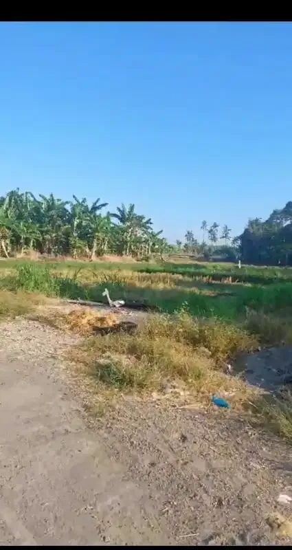 Dijual Tanah 42a di pinggir Jln Bay Pas IB Mantra Ketewel Bali - Image 3 of 8