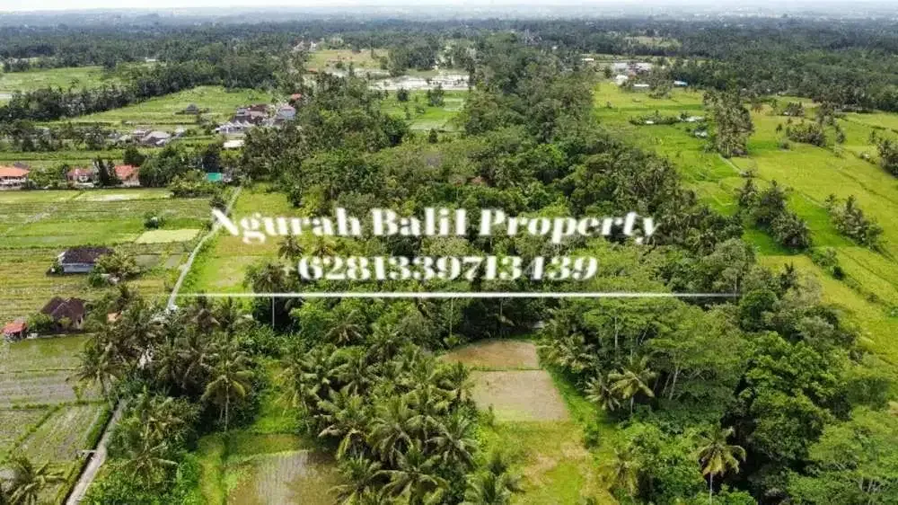 Jual Tanah Murah Luas 5700 m2 View Sungai dan Hutan Lingkungan Villa di Pejeng Kangin - Image 6 of 6