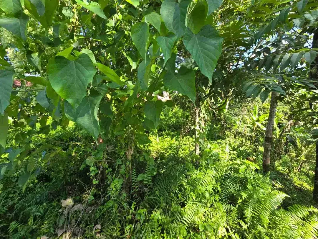 tanah luasan kecil sangat strategis di kawasan wisatasa di tabanan dengan view sawah terasering - Image 5 of 10