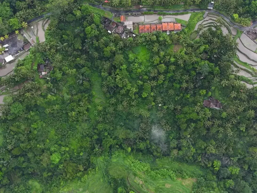 Tanah 1,3 Hektar View Sawah dan Jungle Dekat Rice Terrace Ubud - Image 8 of 10