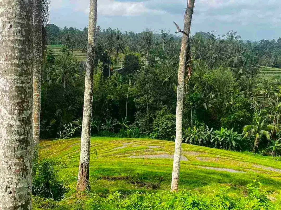 jual tanah kebun view sawah di penebel tabanan bali. - Image 10 of 10