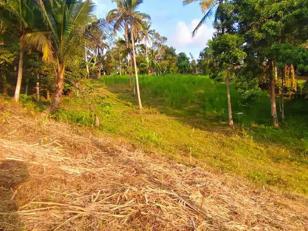 jual tanah kebun view sawah lembah dengan sunset yang cantik di tabanan bali - Image 4 of 10