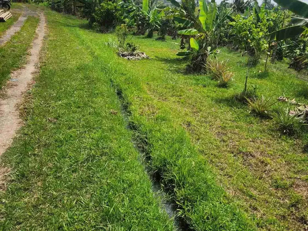 Dijual Tanah Sawah kering Yg sudah ditanami Buah Buahan Dan Sudah ada beberapa Villa di seberang nya Sangat Cocok untuk investasi di Selemadeg Barat Tabanan Bali - Image 1 of 6