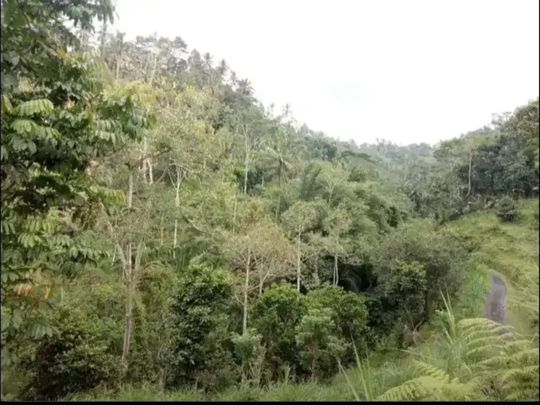 TANAH KOSONG DI BUAHAN KAJA PAYANGAN GIANYAR BALI - Image 5 of 10