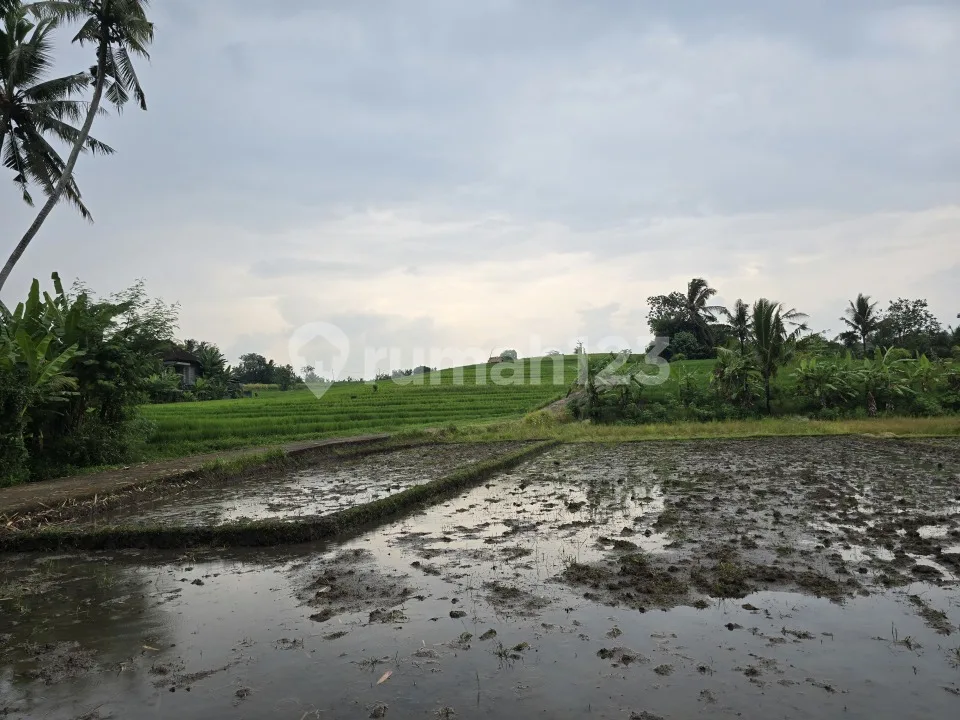 Dijual Tanah Murah View Sawah di Tabanan Bali - Image 1 of 4