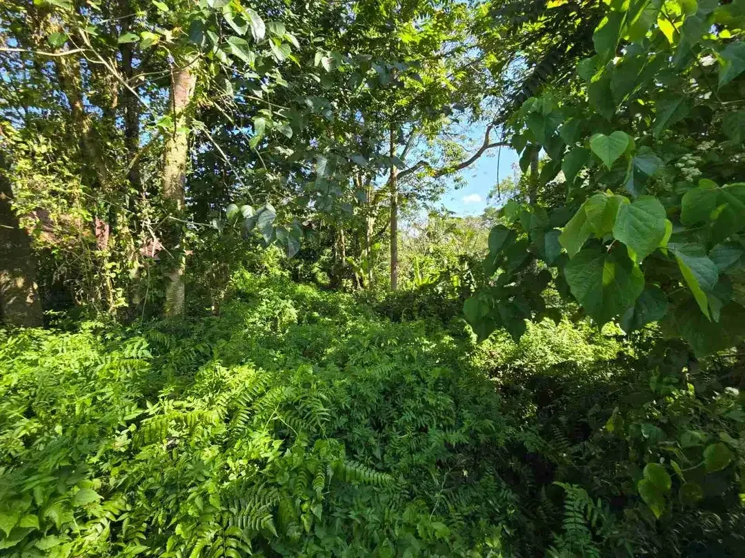 tanah luasan kecil sangat strategis di kawasan wisatasa di tabanan dengan view sawah terasering - Image 9 of 10